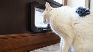 Darf nicht vor die Tür: die Walldorfer Katze Fluffy.