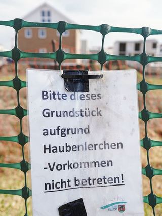 Die seltene Haubenlerche soll in Walldorf besonders geschützt werden.