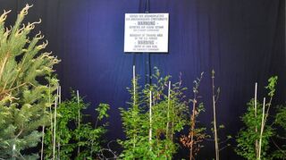 Ein Stück „Panzerwald“: „Grenze des Übungsplatzes – betreten auf eigene Gefahr“, steht auf dem Schild, und zwischen den Bäumen liegt Stacheldraht.