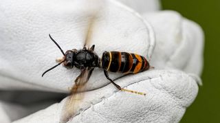 Viel Schwarz und wenig Gelb: Die Asiatische Hornisse sieht deutlich anders aus als die einheimische Art.