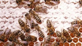 UN-Weltbienentag ist am 20. Mai. Er weist auf die Bedeutung der Bienen als Bestäuber hin und dass sie dringen geschützt werden müssen.