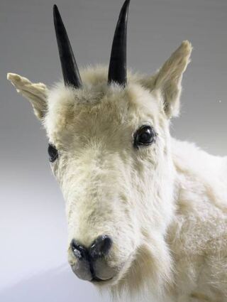 Die Bergziege ist ausgestopft und wirkt fast lebendig.