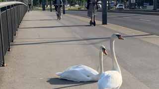 Der Schwan hat sich auf der Friedrich-Ebert-Brücke an einer Hochspannungsleitung verletzt.