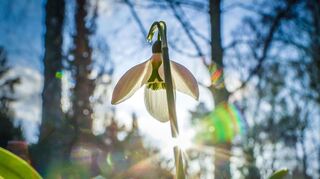 Die zarten Schneeglöckchen trotzen der Winterkälte und läuten den Frühling ein.
