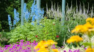 Nicht alle Blumen benötigen im Sommer einen Rückschnitt, aber beim Rittersporn ist es ratsam.