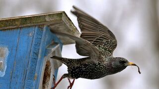 Vogelhäuser im Garten können dazu beitragen, Schneckenbefall zu reduzieren.