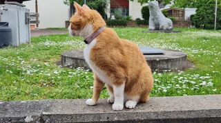 Mit Halsband: Katzen, die bei Menschen wohnen, werden wieder freigelassen.