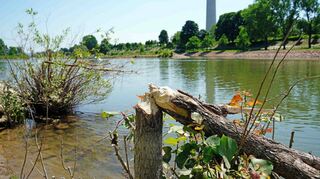 Der Biber ist schon mal zurück. Der Neckar in Höhe des Fernmeldeturms wird gerade renaturiert. Dieser Bauabschnitt ist fast fertig.