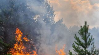 In Mannheim herrscht eine hohe Waldbrand-Gefahr. Dass es zu keinem Feuer kommt - wie hier in Südbrandenburg- gelten mehrere Regeln.