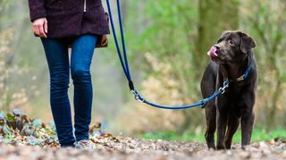 Die Liebe ist zerbrochen, die gemeinsame Verantwortung für den Hund nicht. Hat man sich das Tier gemeinsam angeschafft, gilt auch nach der Trennung ein Umgangsrecht.