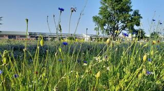 Wild und schön: eine der Blühwiesen auf dem Spinelli-Gelände.