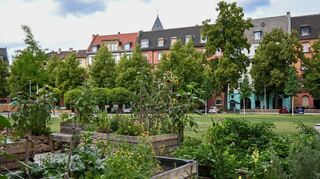 Bepflanzungen am umgestalteten Neumarkt tragen zur Verbesserung der Situation im Stadtteil bei.
