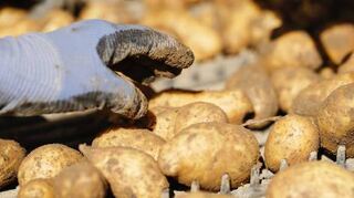 Die Ernte der Pfälzer Grumbeere hat begonnen.