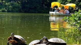 Rund 100 Schildkröten leben mittlerweile am Kutzerweiher.