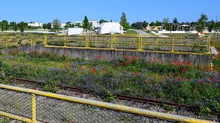 Die alten Verladerampen sind erhalten: hinten (v. l.) die Panzerwaschanlage, die Bühne und der Handharmonikaplatz im Westen des Spinelli-Areals, bewachsen mit Mohn und Wicken.