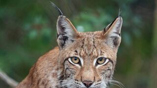 Der Karlsruher Zoo will seine Luchse auswildern. Die Wildkatzen waren früher im Schwarzwald heimisch.