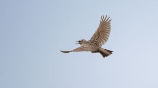 Eine seltene Haubenlerche fliegt am Himmel: Die Vögel brüten aktuell in Walldorf.