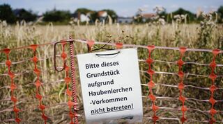 Betreten verboten: Das Brutgebiet der Haubenlerche in Walldorf-Süd soll besonders geschützt werden.