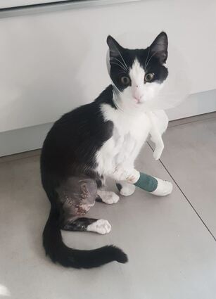 Lenny nach der ersten von zwei Operationen.