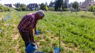 Obstbauer Martin Geng aus  Staufen im Breisgau gießt einen jungen Feigenbaum.