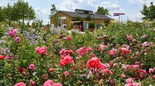1500 Quadratmeter umfassen die Rosenbeete auf der Buga23 in Mannheim mit 36 einzelnen Beeten und 209 Sorten. Im Hintergrund die alte Heizzentrale der Amerikaner mit dem „i-Punkt grün“, der Hobbygärtner-Beratung.