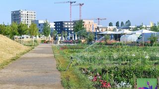 Die Trockenheit macht auch den Pflanzen auf der Buga23 in Mannheim zu schaffen.