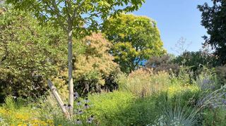 Für das Staudenbeet im Luisenpark gab es gleich dreizehn Medaillen.