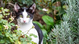 Seit anderthalb Wochen gilt für freilaufende Katzen eine Registrierungspflicht. Aufgegabelte unmarkierte Katzen werden nach einer 48-Stunden-Frist kastriert.