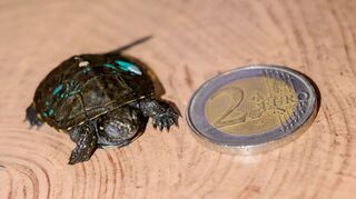 Die jungen Sumpfschildkröten sind nicht größer als eine 2-Euro-Münze.