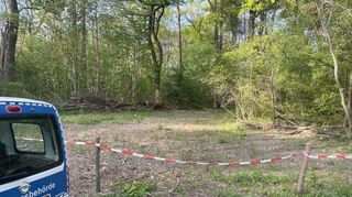 Der Kahlschlag im Speyerer Auwald beschäftigt nun Gutachter.