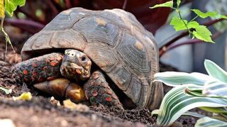 Im Affengehege sind derzeit aber nur die Köhlerschildkröten.