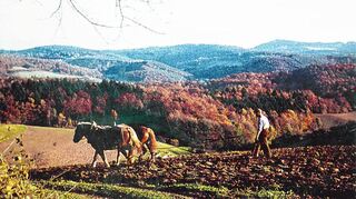 Ursenbach in den 1960er Jahren – ein Bild wie gemalt. Es zeigt Gottfried Edelmann, Bauer und Bürgermeister, bei der Feldarbeit. Doch die Postkartenidylle trügt: Das Leben hier war hart.