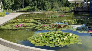 Über 2000 Quadratmeter erstreckt sich das Seerosen-Areal im Luisenpark.