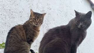 Bei Fix (l.) wurde nun ein offenbar älteres Projektil im Bein entdeckt, bei Foxi vor einem Jahr im rechten Auge.