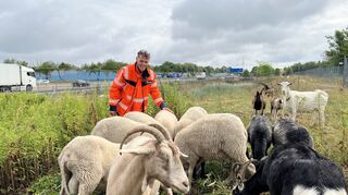 Projektleiter „Nachhaltige Landschaftspflege“ Walter-Dal Magro mit Ziegen und Schafen an der A6 bei Wiesloch.