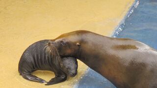 Mähnenrobbe Shana und ihr Nachwuchs Lola im Zoo Heidelberg