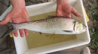 30 Maifische wie dieses Exemplar, das schon 2014 gezählt wurde, zeigen das Potenzial im Neckar an. Als großes Handicap gelten fehlende Steighilfen.