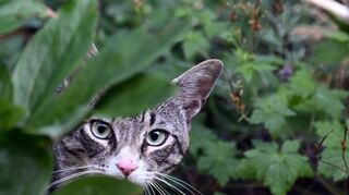 Kein Freund der Haubenlerche: Wenn es gut für sie läuft, dürfen Katzen schon früher als geplant wieder im Freien unterwegs sein, ohne dadurch eine Strafe zu provozieren.