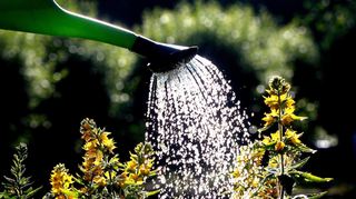 Eine Regentonne bietet kostenloses Gießwasser.