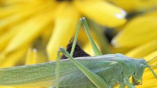 Unser Foto zeigt das Heupferd auf einer Blume.