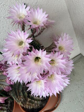 Der Bauernkaktus in voller Blüte.