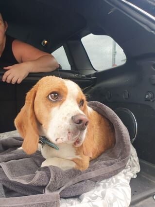 Die schwer verletzte Beagle-Hündin Balu auf dem Weg in die Tierklinik nach Sinsheim.