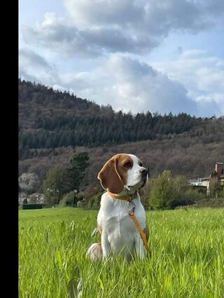 Balu, vor den schweren Verletzungen.