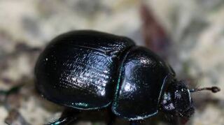 Bedroht: Insektengift macht dem Waldmistkäfer zu schaffen.