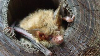 Eher scheue Gestalt: eine Bechsteinfledermaus verlässt ihre Höhle.