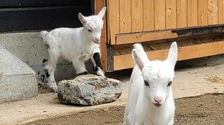 Flauschiger Nachwuchs: Zwei Ziegenbabys auf der Bundesgartenschau in Mannheim.