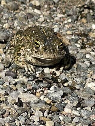 Eine Kreuzkröte im Kiesbett: Die Amphibien sind streng geschützt.
