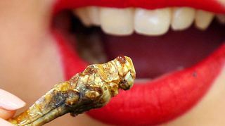 Eine knackige Heuschrecke zu verspeisen, kostet viele einiges an Überwindung. Tatsächlich stehen Insekten allerdings bei mehr als zwei Milliarden Menschen weltweit auf dem Speiseplan – und zwar regelmäßig.