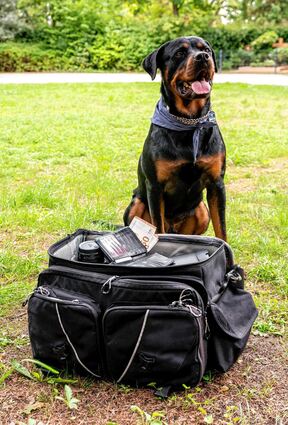 Mailo, ein drei Jahre alter Rottweiler, sucht im privaten Auftragen nach Geld. Für ihn ist das ein Spiel.