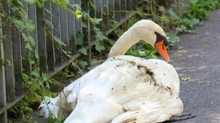 Um diesen verletzten Schwan kümmerte sich die Feuerwehr.